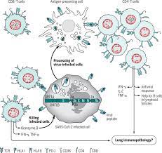 The hospitalized patients in wuhan were associated with the. Sars Cov 2 T Cell Immunity Specificity Function Durability And Role In Protection Science Immunology