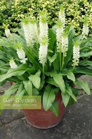 Image result for Eucomis zambesiaca