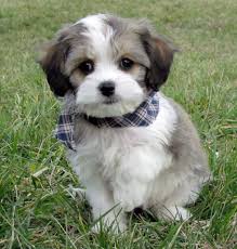 Cavachon puppy pictures/cavachons/cavachon/mixed breed puppies/bichon puppies/cavalierpuppies/cavachons by design/reputable cavachon breeders. These Incredible Hybrid Dog Breeds Will Have You Ready To Adopt Page 9 Of 41 Finsfeed Cavachon Puppies Cavachon Dog Puppies For Sale