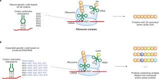 Here was a cryptogram set up by nature that, after more than 3 billion years of. Ribosomes Read New Languages Nature Chemical Biology