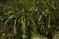 Image result for Grammitis