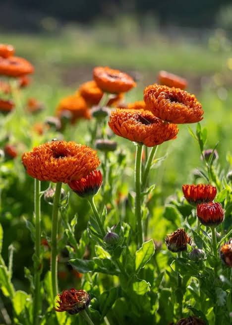 Healthy Calendula plants growing in full sun, AI generated