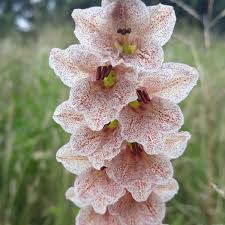 Image result for Gladiolus ecklonii