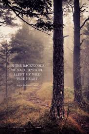 Mom Soul Soothers Quotes Tools And Inspiration For Your Soul Nature Quotes Beautiful Nature Quotes Forest Quotes