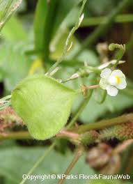 Image result for Cardiospermum halicacabum