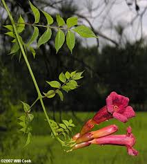 .out of carolina creeper vine, luffah everything, smilax vine, pine cones, a teeny bit of bamboo and we made faeries with long dresses out of luffah. Trumpet Creeper Campsis Radicans