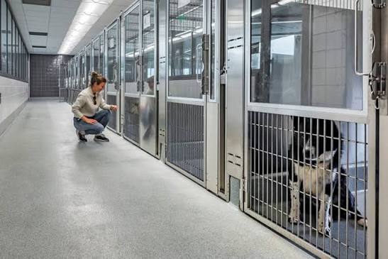 Pet transport
