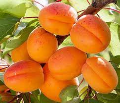 Most trained forms are intended to be grown against a wall or fence, so they take and as well as looking good, these trees should also provide you with good quality home grown fruit. Fruit Trees For Sale Uk Soft Fruits Pomona Fruits