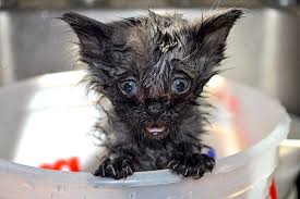 On average, an indoor only cat needs to be bathed about 3 times a year. How To Give A Cat A Bath Yourself Without Getting Scratched