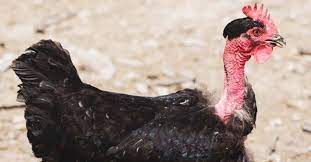 Maybe you would like to learn more about one of these? About Turken Naked Neck Chickens Is It A Turkey Or A Chicken