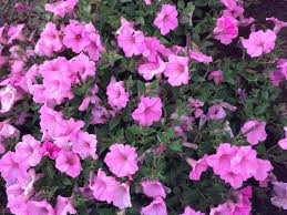 Opera supreme f1 pink morn. What Kind Of Petunia Is This