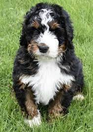 Tricolor Bernedoodle Puppies Available Bernedoodle Puppies Bernedoodle Puppy