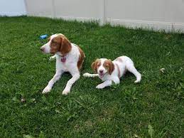 Brittany Puppy For Sale In Rigby Id Adn 44157 On Puppyfinder Com Gender Female Age 8 W Puppies For Sale Brittany Puppies For Sale Brittany Spaniel Puppies