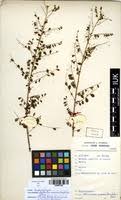 Image result for Phyllanthus nummulariifolius