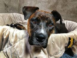 Dog Refuses To Give Birth Family At A Great Loss