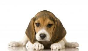 Uzun Kulakli Ile Ilgili Gorsel Sonucu Beagle Kopek Ve Beagle
