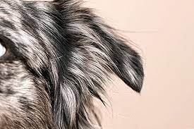 Animax Salbe Fur Hunde 2021