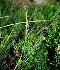 Image result for Sorghastrum stipoides