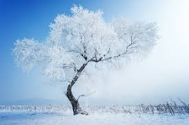 Choose from 470+ snow tree graphic resources and download in the form of png, eps, ai or psd. Snow Tree Winter Nature Wallpaper 5600x3726 433502 Wallpaperup