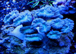 Caulastrea Furcata Archives Reef Aquarium