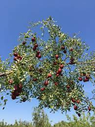 The jujube is covered with long, sharp thorns. A Jujube Tree Loaded With Sweet Tasting Fruit A Fall Treat And Very Easy To Grow The Perfect Drought Tolerant Fruit Jujube Tree Trees To Plant Fruit Plants
