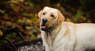 It's very strong, though, so you need to be able to ventilate the area well when you're using it (and for at least several days following an application). Why Does My Dog Smell And What Can I Do About It