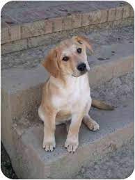 Learn more about this large dog breed at vip puppies. Albany Ny Golden Retriever Meet Rita A Pet For Adoption