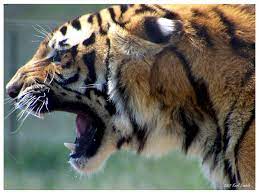 Tiger Roar Tiger Roaring Most Beautiful Animals Wild Cats