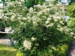 Image result for Clematis recta atropurpurea