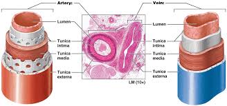 Arteries and veins of the human body. Https Www Mccc Edu Falkowl Documents Cardiovascularsystem Pdf