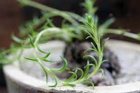 Image result for Aeollanthus subacaulis