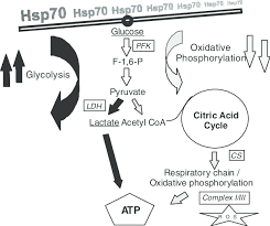 Simplified Flow Chart Of Hsp70 Impact On Atp Generation