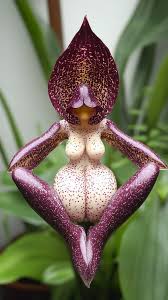 The Enchantment of Unique Orchids ...