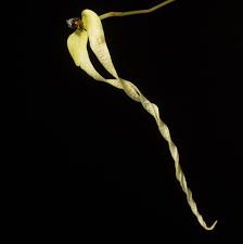 Image result for Streptopetalum