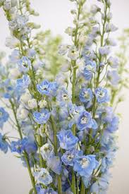 Image result for Delphinium