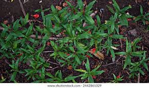 Image result for Aneilema