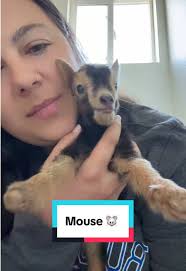 Introducing Mouse: Meet Our Newborn Baby Goats