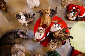 Our centres are open for rehoming and intake by appointment only. In Pictures Rescue Cats Don Santa Suits For Purrfect Korean Christmas Lifestyle Photos Gulf News