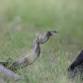 Snake Rescue Course event image