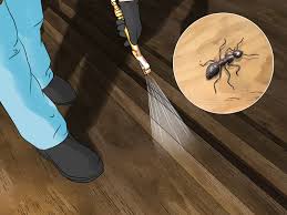 Image result for Ant Disappear What Is Coming ?