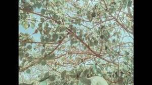 Normal lyrics chords tabs chordpro. Chords For Bunga Ng Espiritu