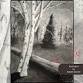 Charcoal Event "Birch Bird" in Janesville