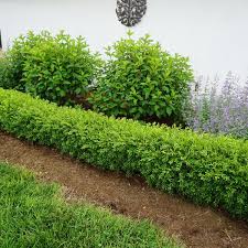 Image result for Buxus nyasica