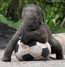Baby Elephant Playing With Soccer Ball Makes Me Want To Play With Vicki Vicki Cute Animals Animals Animal Antics