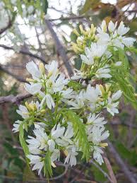 Image result for Rourea orientalis