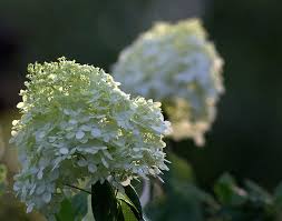 For more information, get in touch with sonneveld. How To Grow And Maintain Limelight Green Hydrangeas
