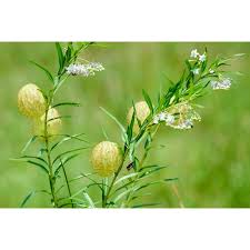 Image result for Gomphocarpus physocarpus