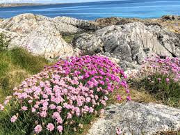 Every gardener dreams of spring flowers during the dark days of winter, and looks forward eagerly to the first burst of spring color. Spring In Ireland All You Need To Know Wilderness Ireland