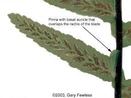 Image result for Asplenium goetzei