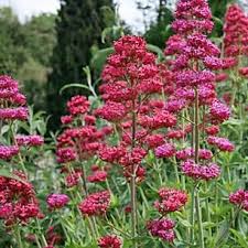 Die Besten Dauerbluher Fur Endlos Schone Staudenbeete Staudenbeet Blumen Fur Garten Mehrjahrige Blumen